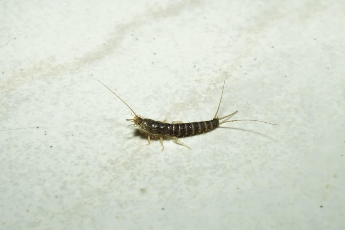 Ein Silberfischchen in der Makro-Aufnahme